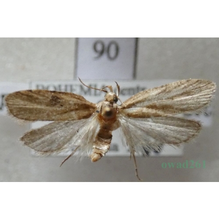 Agonopterix propinquella (Treitschke, 1835) Czech90
